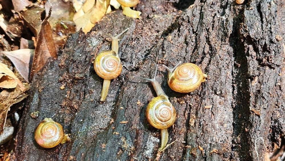Caracol exótico e destrutivo surge no Brasil e espécie preocupa pesquisadores