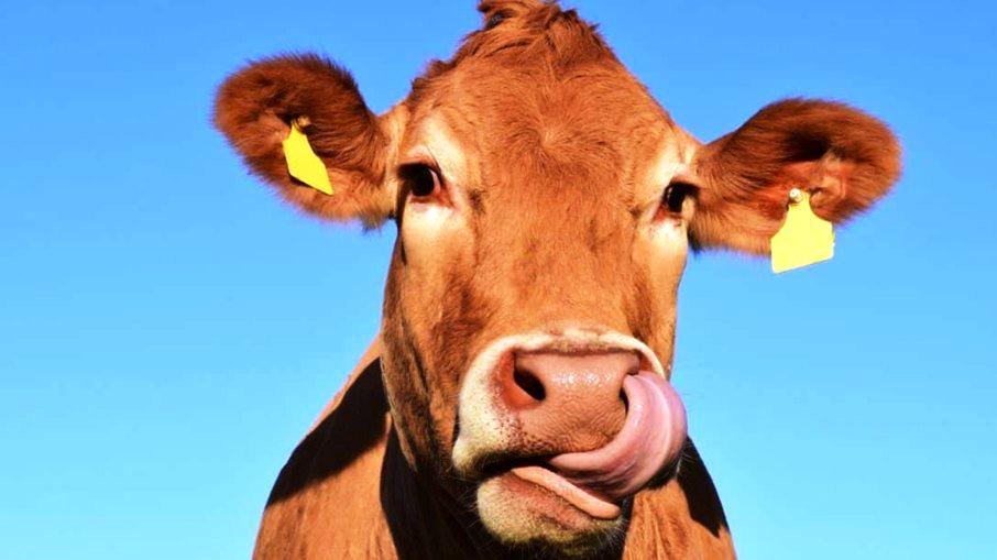 Israelenses desenvolvem leite de vaca sem a participação do animal