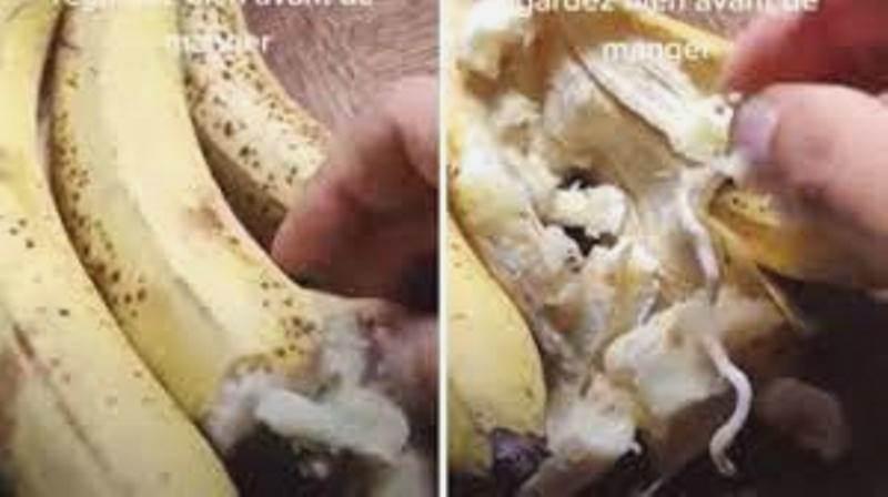 Brasil importou 500 toneladas de banana contaminada da Somália?: É fake News