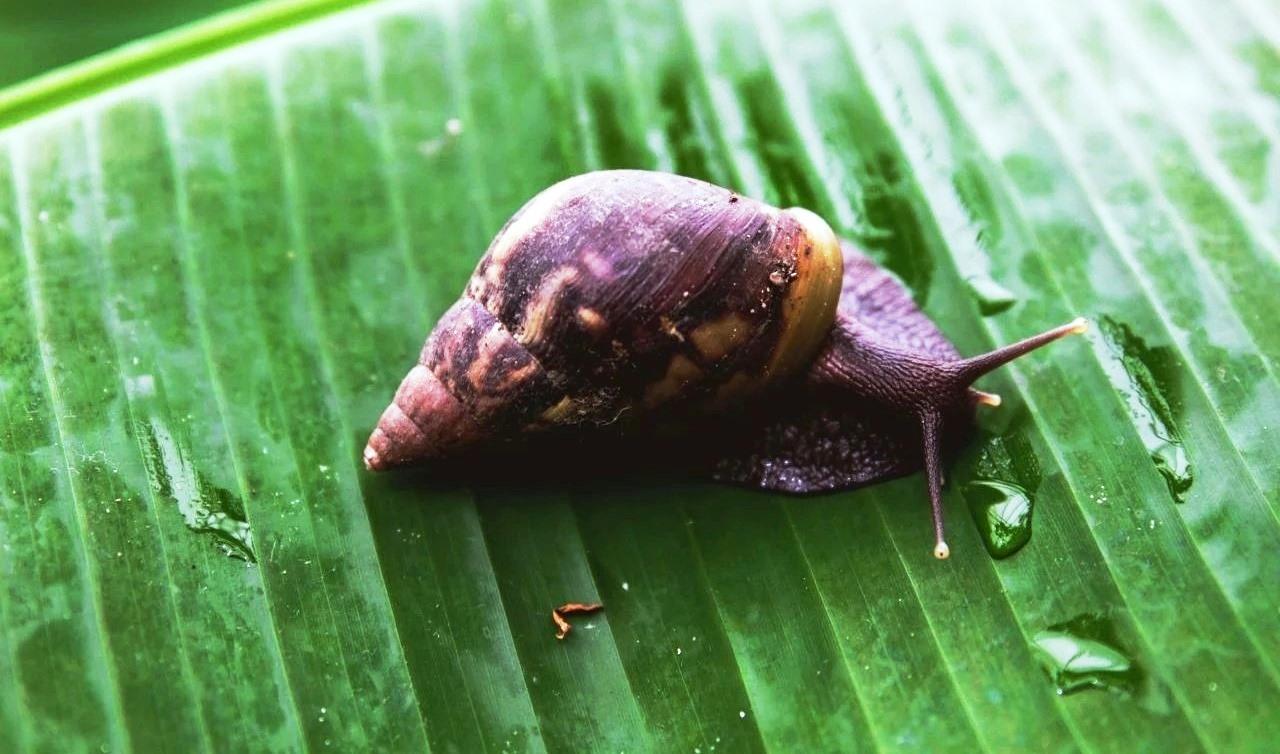 Aprenda a eliminar o caramujo africano e evitar infecções provocadas por ele