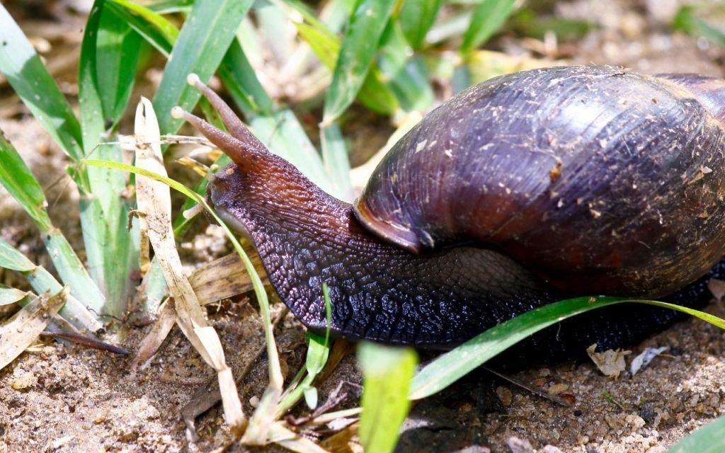 Aprenda a eliminar o caramujo africano e evitar infecções provocadas por ele