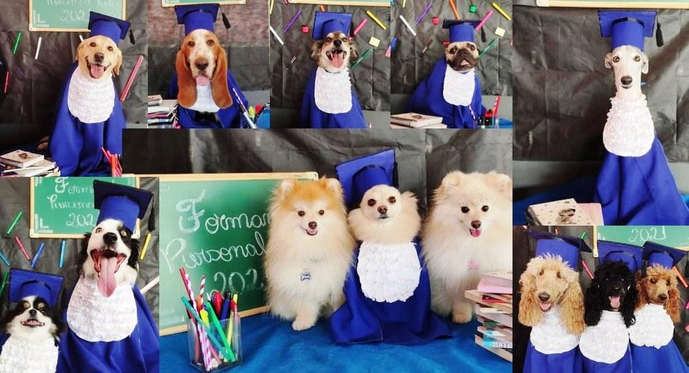 Cães 'se formam' em creche e ganham ensaio fotográfico; de beca e tudo