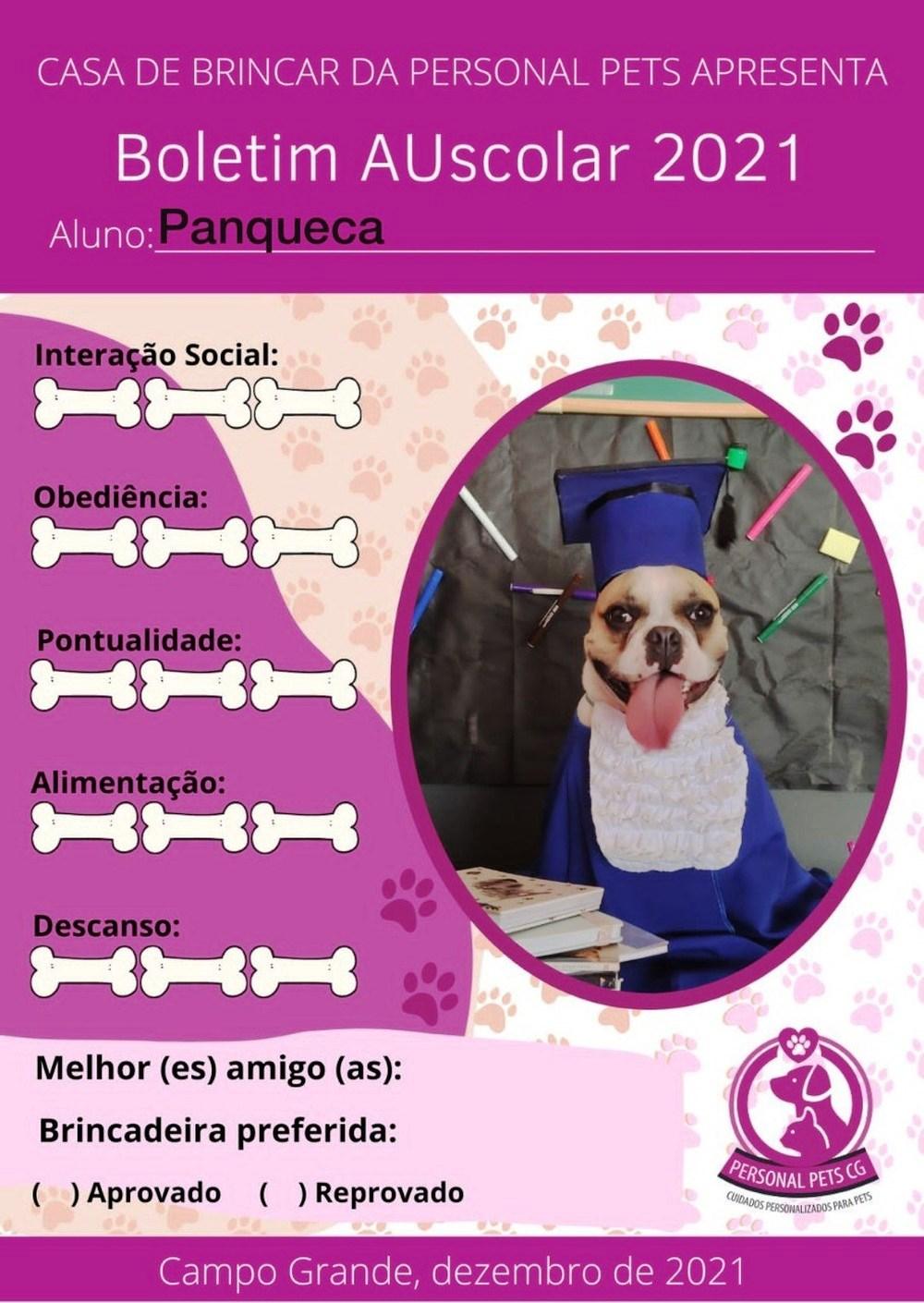 Cães 'se formam' em creche e ganham ensaio fotográfico; de beca e tudo