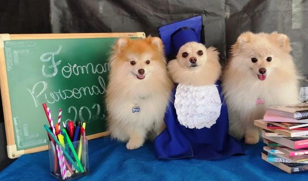 Cães 'se formam' em creche e ganham ensaio fotográfico; de beca e tudo