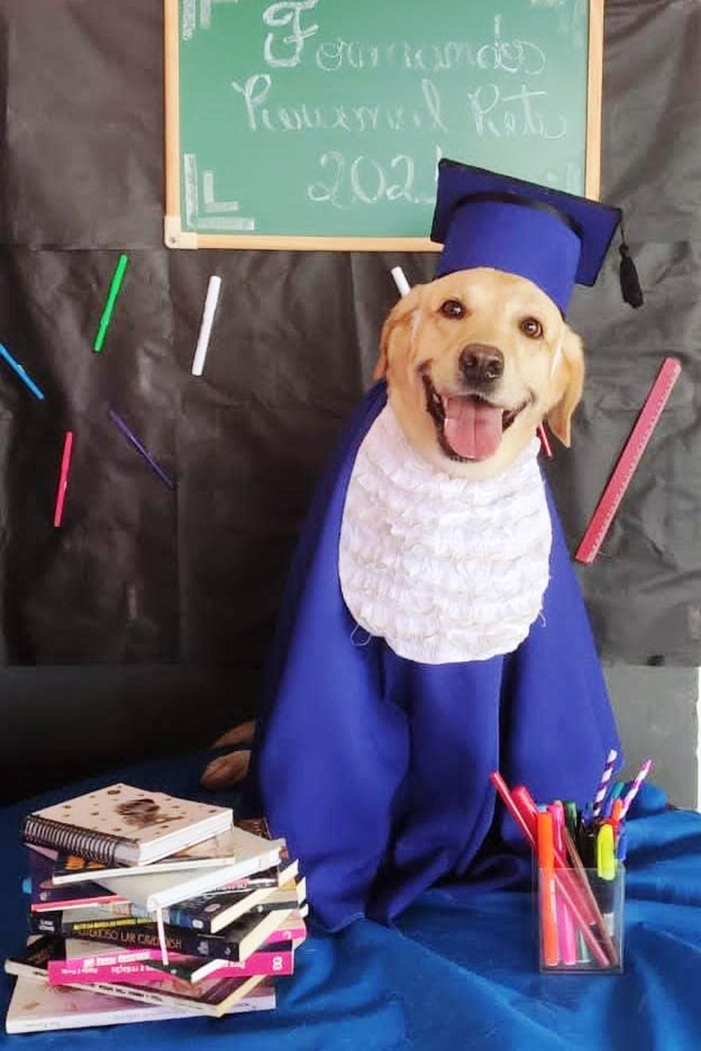 Cães 'se formam' em creche e ganham ensaio fotográfico; de beca e tudo
