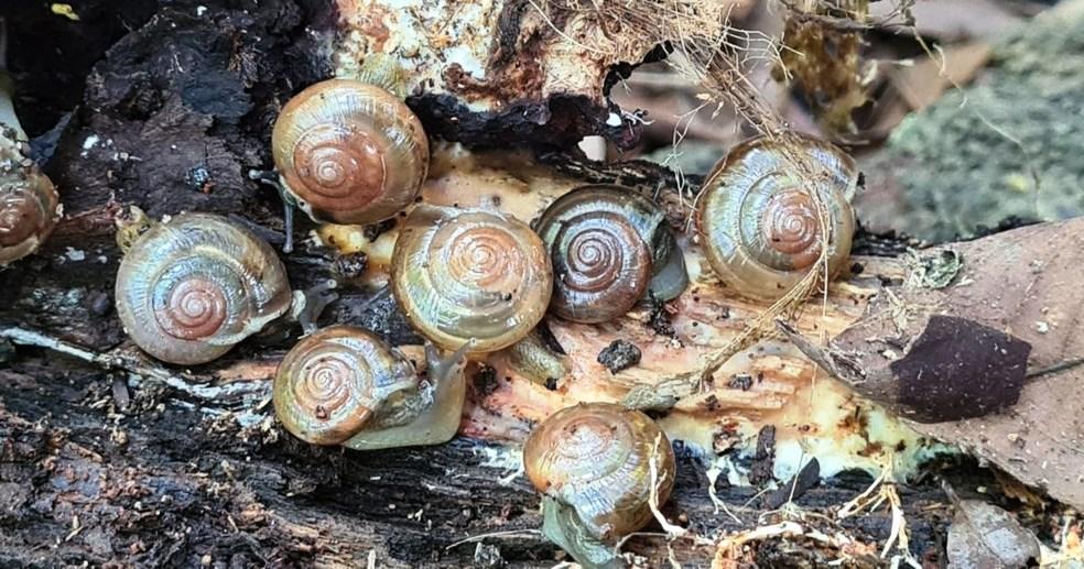 Caracol invasor que poderia causar meningite se espalha por 11 estados brasileiros