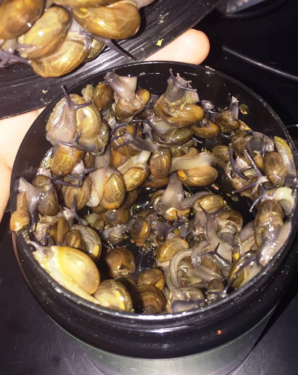 Caracol invasor que poderia causar meningite se espalha por 11 estados brasileiros