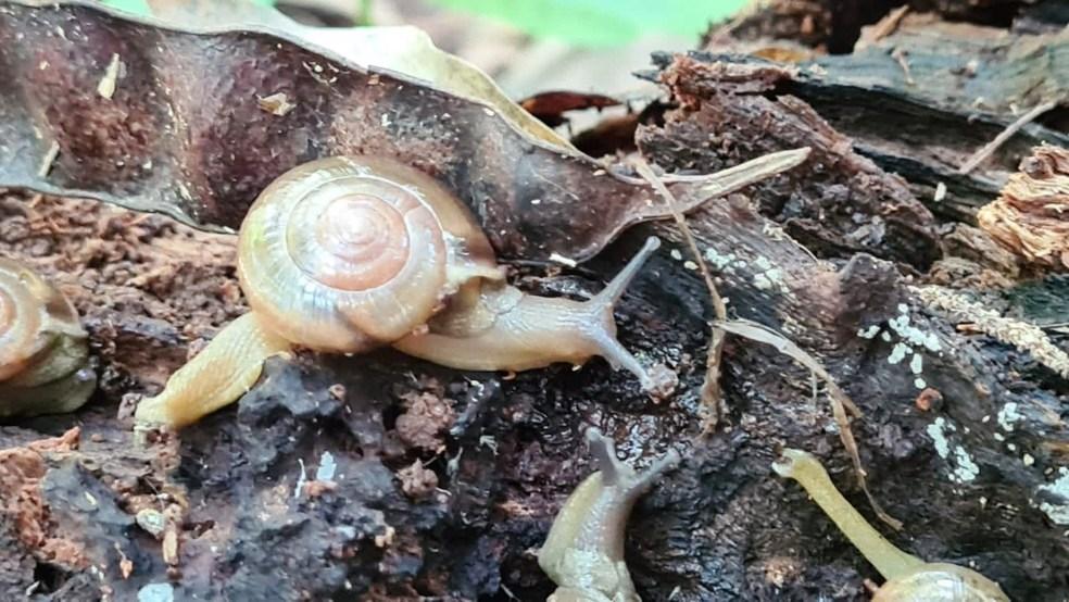 Caracol invasor que poderia causar meningite se espalha por 11 estados brasileiros