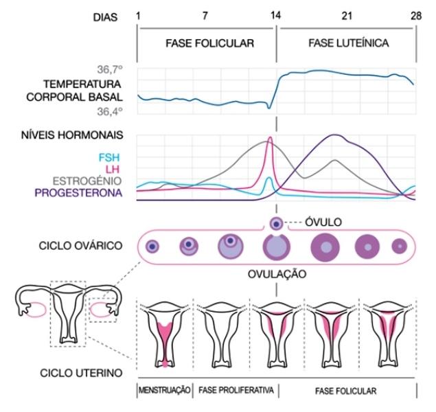 O período fértil é antes ou depois da menstruação?