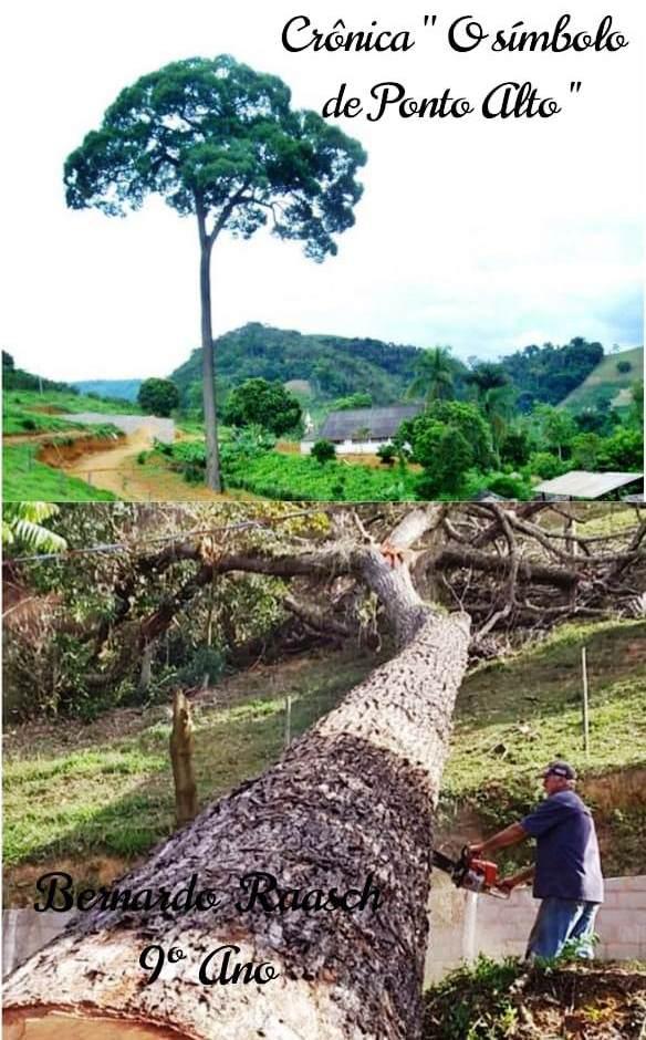 Morte do centenário “jquitibá”, símbolo do distrito de Ponto Alto, em Domingos Martins (ES), comove moradores