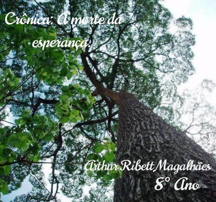 Morte do centenário “jquitibá”, símbolo do distrito de Ponto Alto, em Domingos Martins (ES), comove moradores