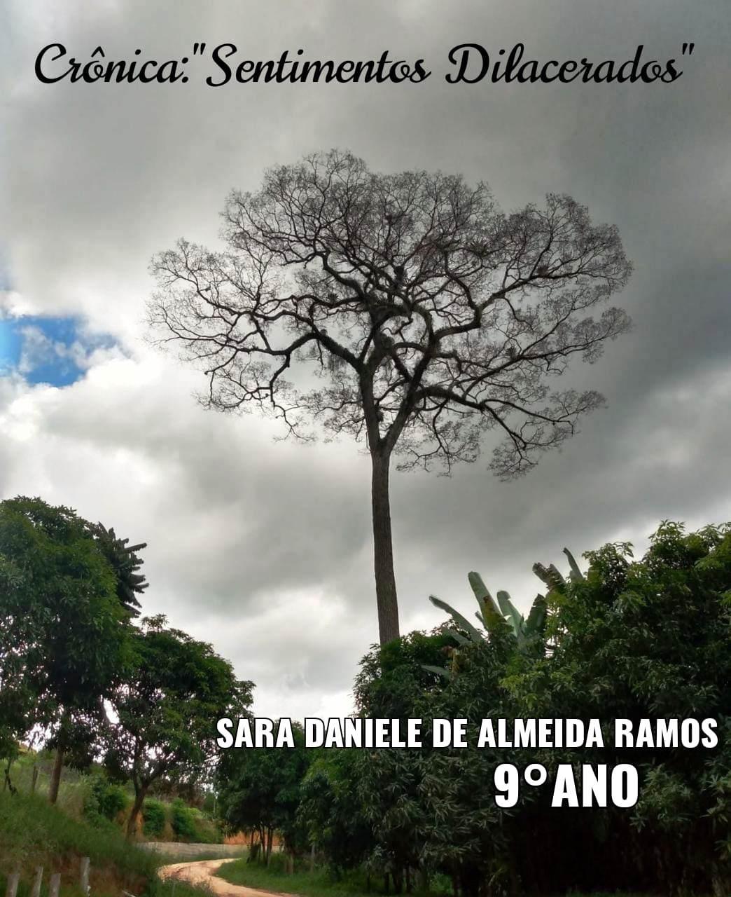 Morte do centenário “jquitibá”, símbolo do distrito de Ponto Alto, em Domingos Martins (ES), comove moradores
