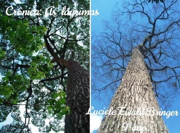 Morte do centenário “jquitibá”, símbolo do distrito de Ponto Alto, em Domingos Martins (ES), comove moradores