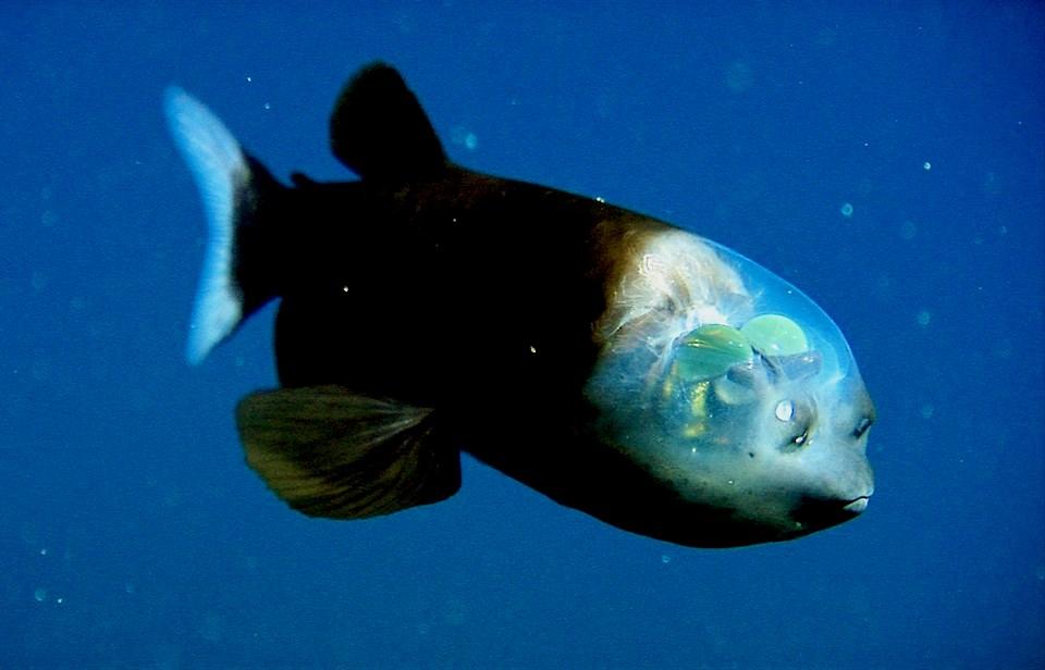 Macropinna microstoma: O peixe de cabeça transparente