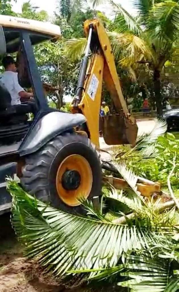 Moradores de Itaúnas se revoltam com a retirada de árvores pela Prefeitura de Conceição da Barra