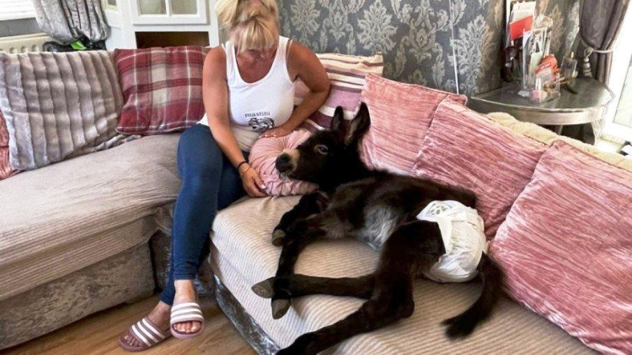 Jumento pensa que é um cachorro, caminha com o dono e usa fraldas: Veja fotos