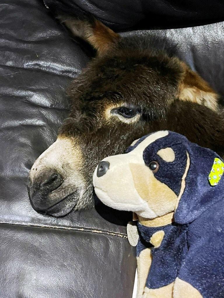 Jumento pensa que é um cachorro, caminha com o dono e usa fraldas: Veja fotos