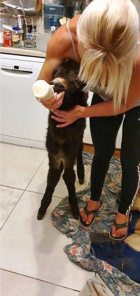 Jumento pensa que é um cachorro, caminha com o dono e usa fraldas: Veja fotos