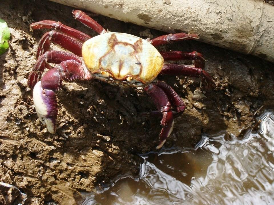 ES divulga calendário com os períodos de andada do caranguejo-uçá