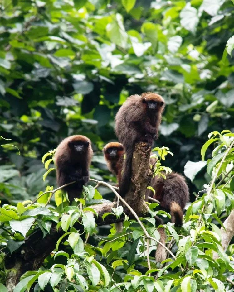 Conheça Akakor, a cidade perdida na Amazônia de onde ninguém volta