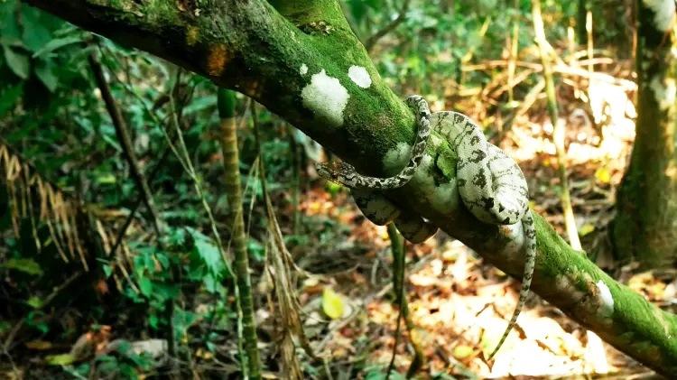 Conheça Akakor, a cidade perdida na Amazônia de onde ninguém volta