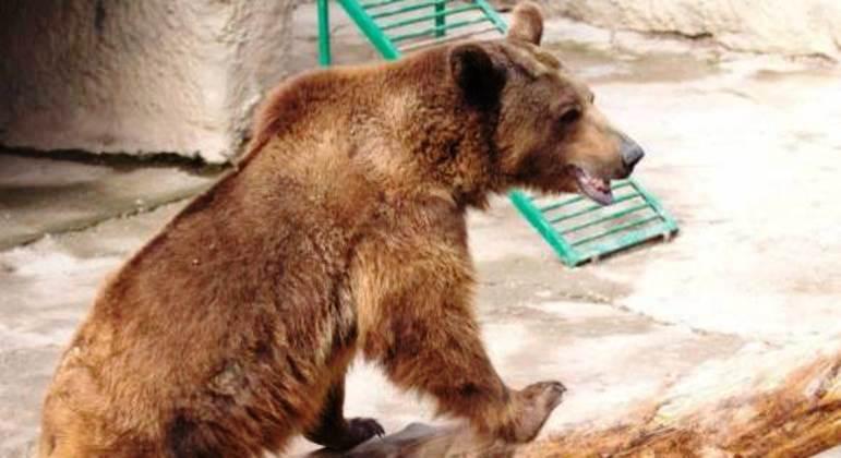 Mãe joga filha de 3 anos dentro de jaula de urso no Uzbequistão