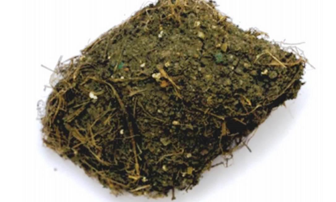 Como a maconha preserva templos de 1.500 anos na Índia