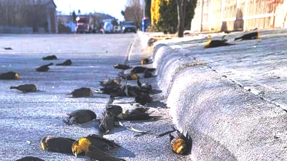 Centenas de pássaros caem mortos de uma vez sobre casas no México