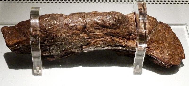 Maior fóssil de fezes humanas já encontrado revela doença de viking