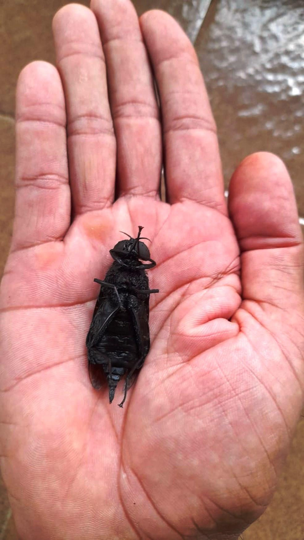 ‘Super mosca’ gigante e rara é achada no litoral de SP e assusta morador