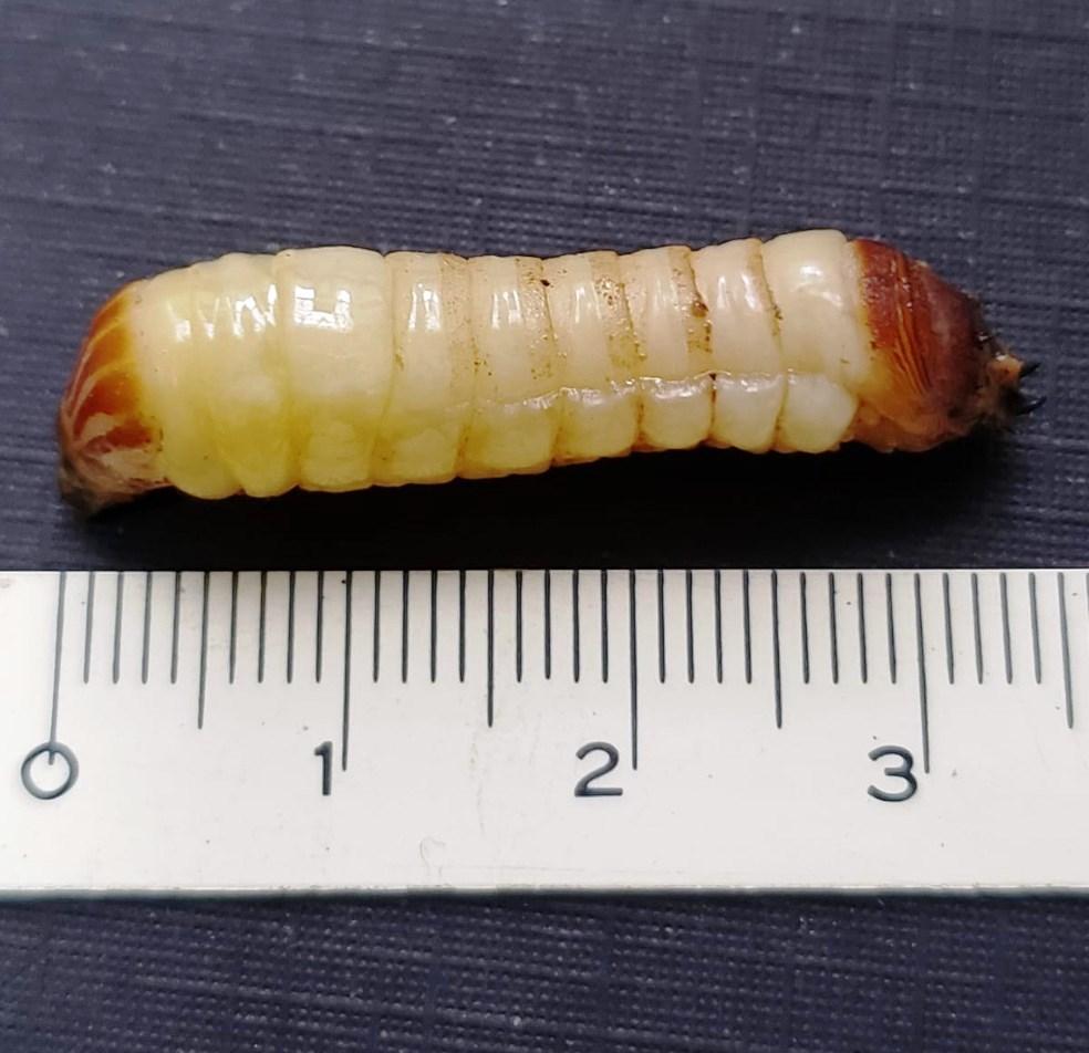 ‘Super mosca’ gigante e rara é achada no litoral de SP e assusta morador