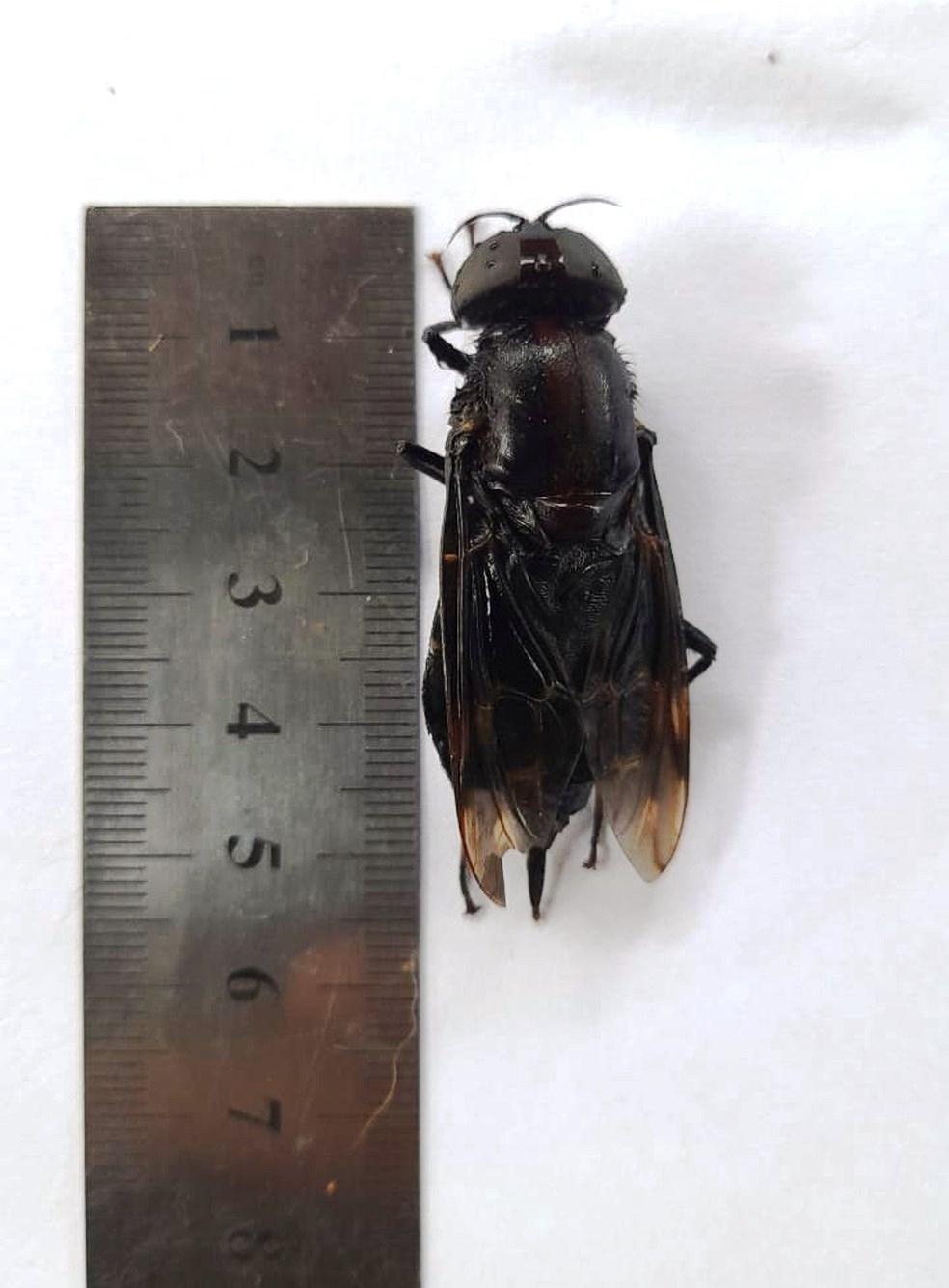 ‘Super mosca’ gigante e rara é achada no litoral de SP e assusta morador