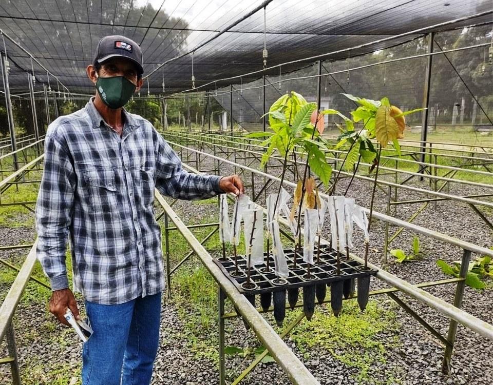 Agricultores de participam de treinamento para enxertia de cacaueiro EMem Pedro Canário, ES
