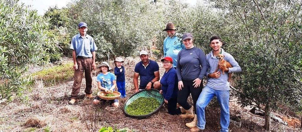 Espírito Santo terá primeiro azeite produzido em terras capixabas