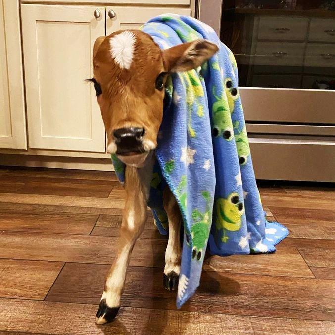 Mulher adota vaca como filho, faz roupas para ela e até a ensina a usar o banheiro