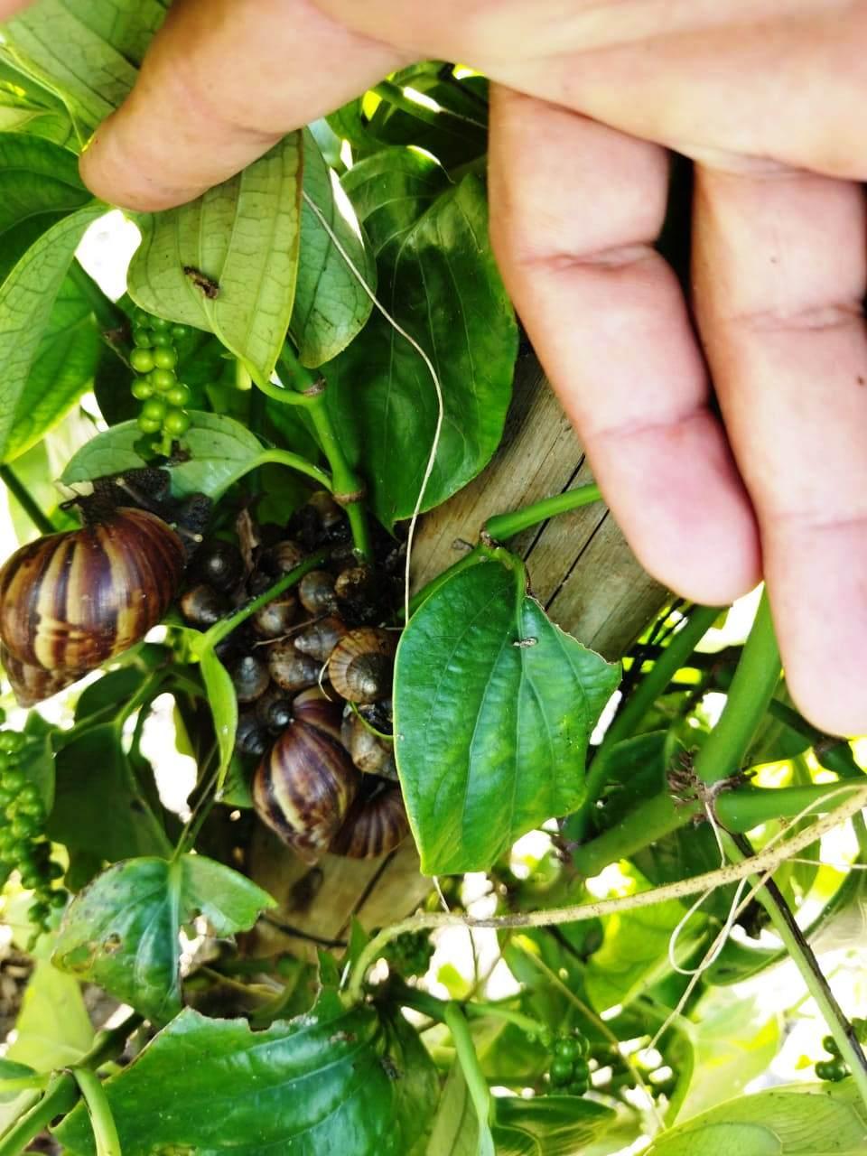 Agricultores pedem socorro contra caramujos africanos, em São Mateus