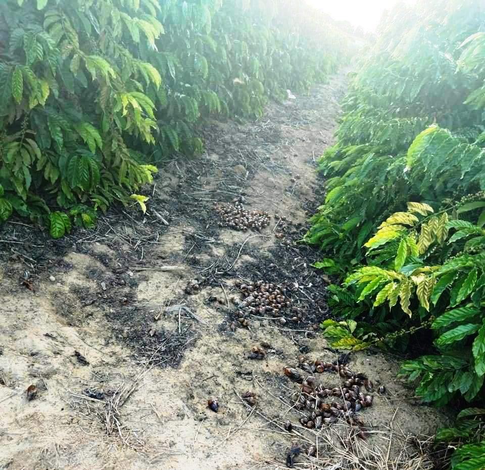 Agricultores pedem socorro contra caramujos africanos, em São Mateus