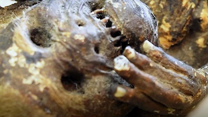 286 anos depois, começa a ser desvendada a “múmia sereia” do japão