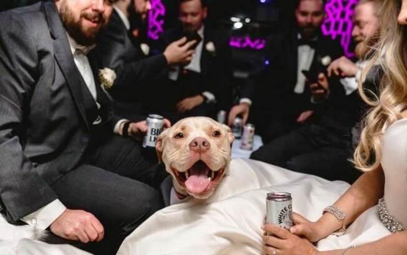 Cachorro é padrinho de casamento e rouba a cena nas fotos da festa