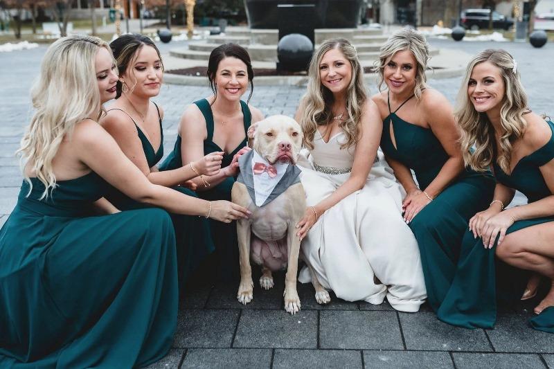 Cachorro é padrinho de casamento e rouba a cena nas fotos da festa