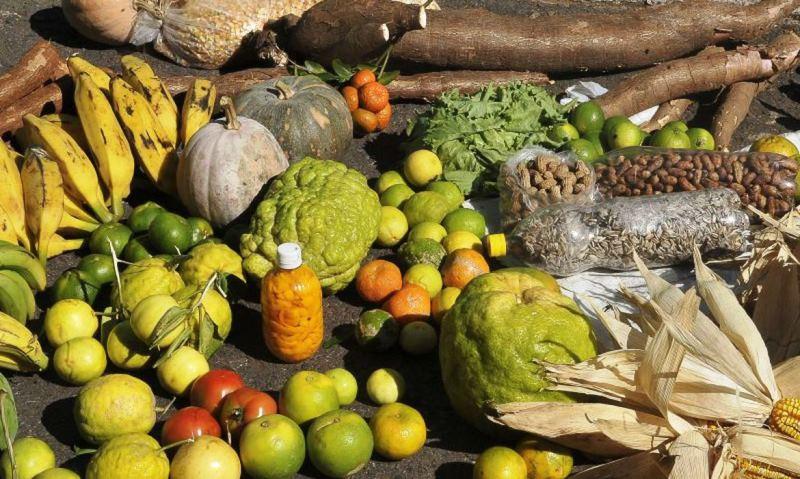Mais de 665 famílias são contempladas com Programa PAA em Pedro Canário, ES