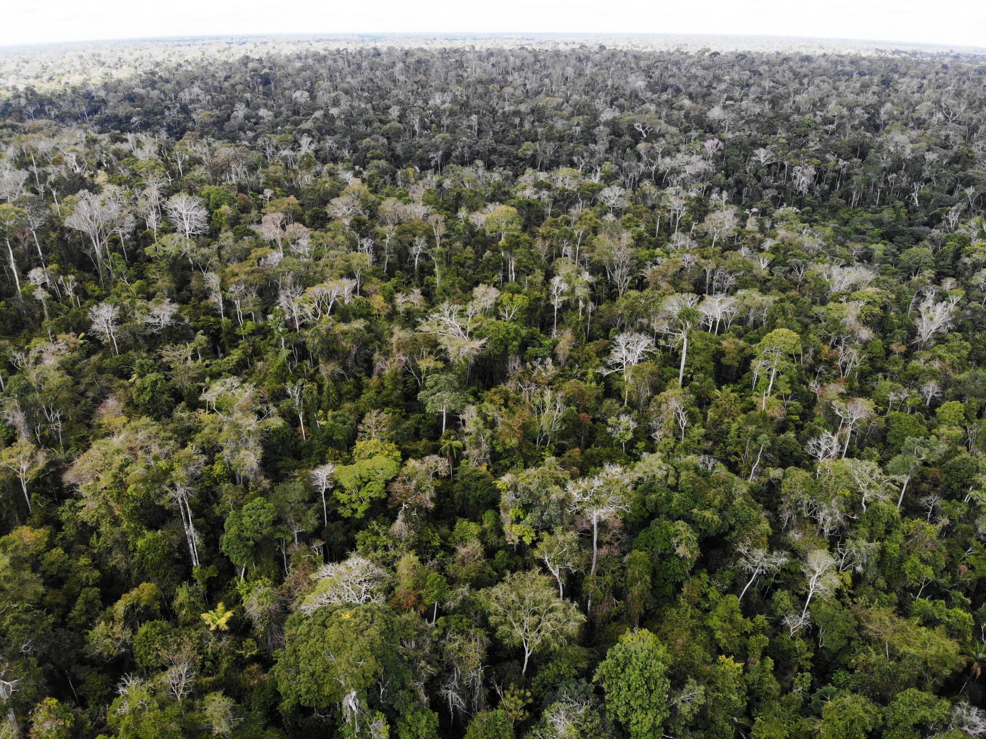 Suzano identifica novas Áreas de Alto Valor de Conservação no ES e amplia outras na Bahia