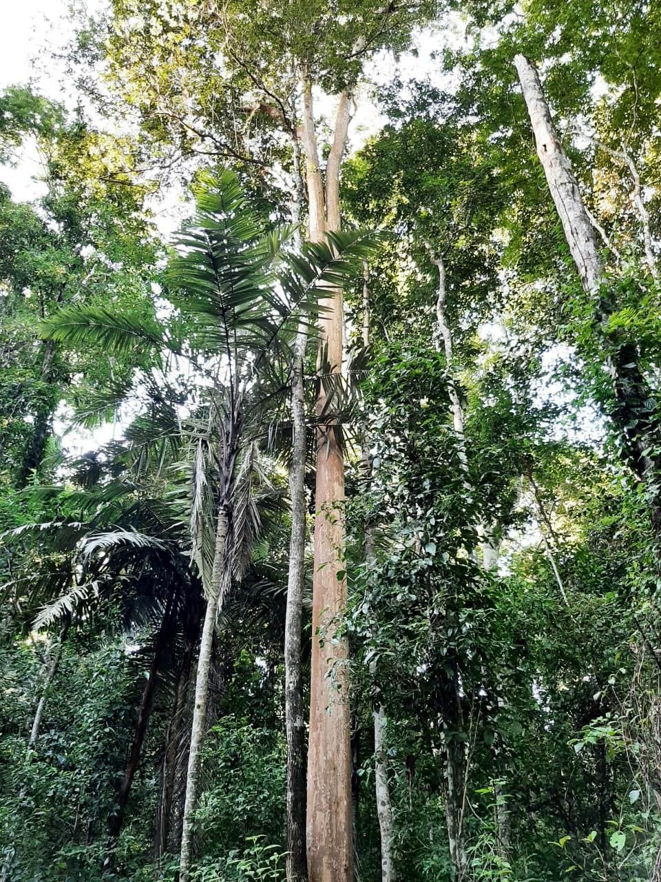 Suzano identifica novas Áreas de Alto Valor de Conservação no ES e amplia outras na Bahia