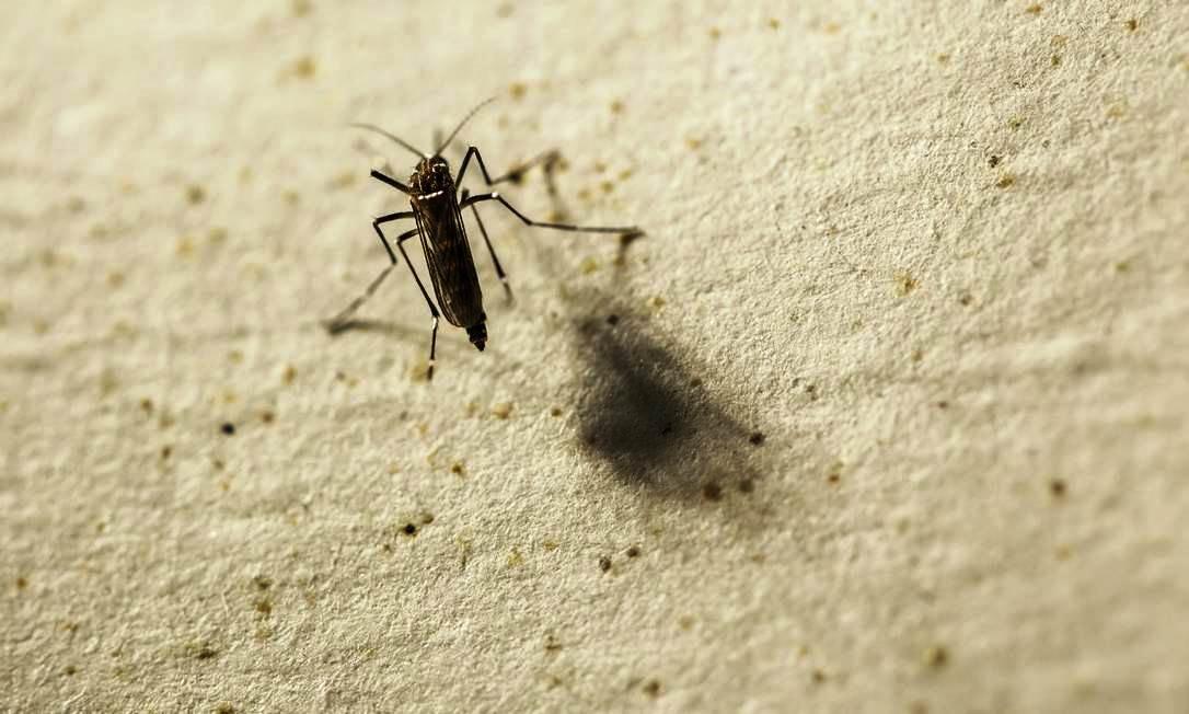 Casos de dengue crescem 85% no Brasil, e número de mortes é o dobro em 2022