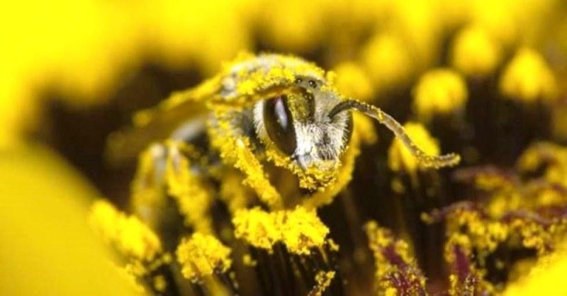 Extinção das abelhas pode definir o futuro da alimentação?