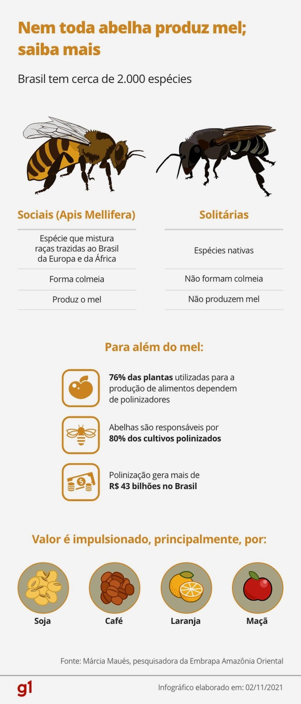 Extinção das abelhas pode definir o futuro da alimentação?