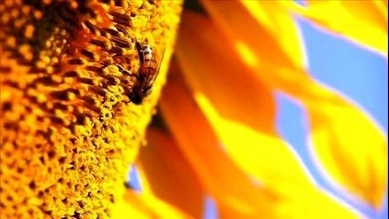 Extinção das abelhas pode definir o futuro da alimentação?
