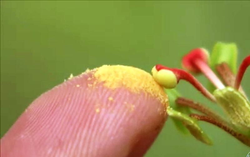 Extinção das abelhas pode definir o futuro da alimentação?