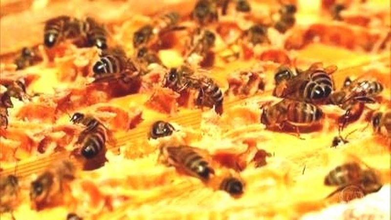 Extinção das abelhas pode definir o futuro da alimentação?
