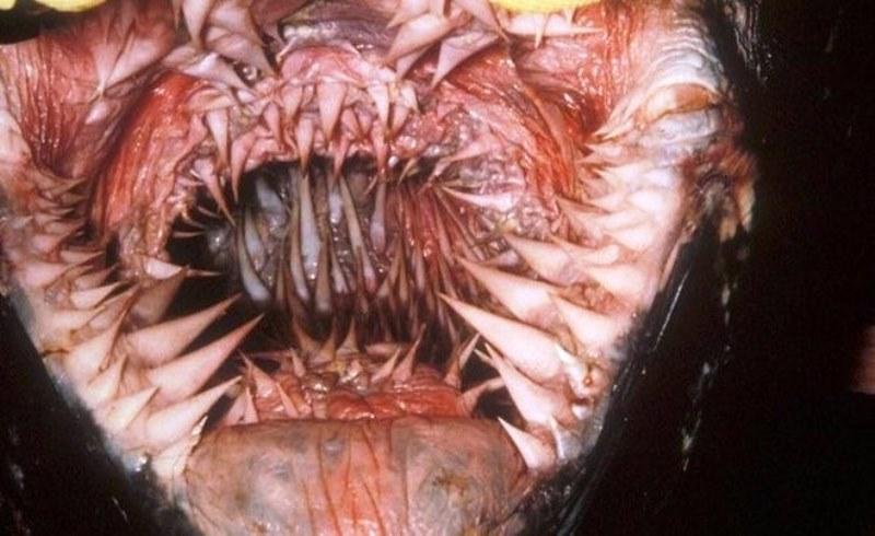 A boca da maior tartaruga do planeta é um pesadelo assustador